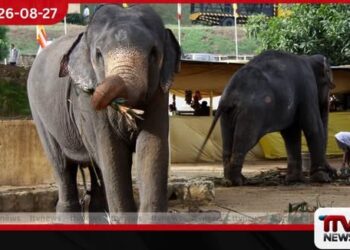 මහනුවර පෙරහැරේ මුල් දින 7ට අලි වසුරු ටොන් 16ක් සහ පොලිතීන් ටොන් 12ක් එකතු කළා…