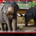 මහනුවර පෙරහැරේ මුල් දින 7ට අලි වසුරු ටොන් 16ක් සහ පොලිතීන් ටොන් 12ක් එකතු කළා…