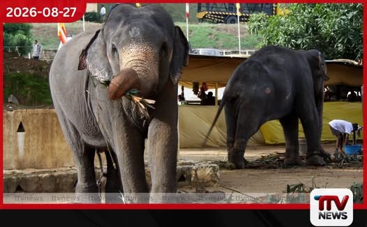 මහනුවර පෙරහැරේ මුල් දින 7ට අලි වසුරු ටොන් 16ක් සහ පොලිතීන් ටොන් 12ක් එකතු කළා…