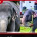 දෙව්මිණී ඇතින්නගේ නම භාවිතා කරමින්  මහා පරිමාණ මුදල් වංචාවක්!