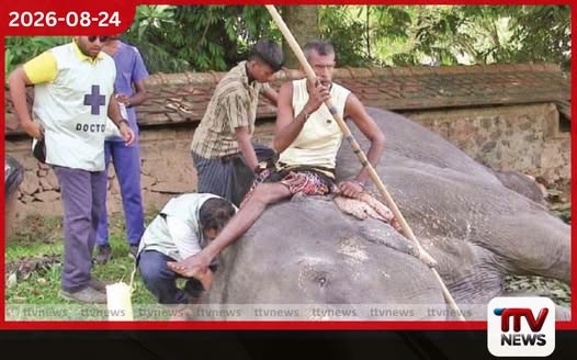 මහනුවර ඇසළ පෙරහරේ අලි ඇතුන්ගේ සෞඛ්ය තත්ත්වය පරීක්ෂා කිරීම සඳහා විශේෂ වෛද්ය සායනයක්