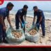 මන්නාරම් වෙරළේ අතහැර දමා තිබූ නීතිවිරෝධී වියළි ඉඟුරු කිලෝ 240 ක් නාවික හමුදා භාරයට