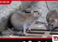 කොළඹ මී උවදුර උග්ර වෙයි…