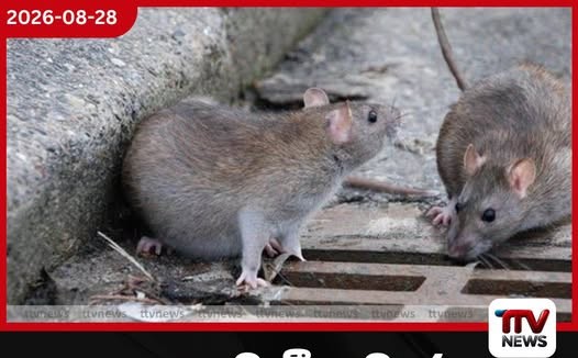 කොළඹ මී උවදුර උග්ර වෙයි…