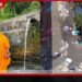 පින් සිද්ධ වෙයි ලබන අවුරුද්දේ නම් මෙහෙම අය නුවර එන්න තියා හිතන්නවත් එපා!