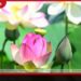 රතුවේවි මිහිමඩල ග්‍රන්ථය  අග්‍රාමාත්‍යතුමියගේ  සහභාගීත්වයෙන් එළිදකී
