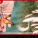 මත්ස්ය ආහාර සහ උපකරණ මිල ඉහළ යෑම නිසා රජරට විසිතුරු සුරතල් මත්ස්ය කර්මාන්තයට දැඩි බලපෑම්