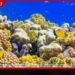 Black Coral සහ Red Coral රැකගන්න නිලාවේලි වෙරළේ නව සංරක්ෂණ මධ්‍යස්ථානයක්!
