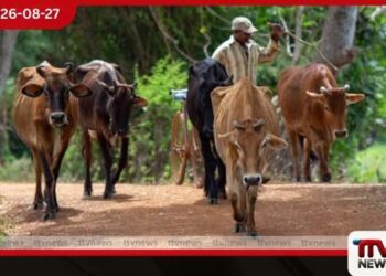 දරුණු නියඟයෙන් මොණරාගල ගවයින් මරණ බයේ…