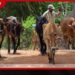 දරුණු නියඟයෙන් මොණරාගල ගවයින් මරණ බයේ…