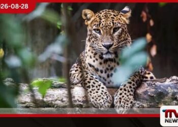 රු. මිලියන 205කින් කොළඹතුරෙයි ජැටිය නවීකරණය කඩිනම් කරයි!