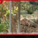 එල් නිනෝ බලපෑම නිසා කළුගහකඳුරේ කිතුල්-පුවක් ආදායම අහිමි වී ජනතාව අසරණ වෙලා!