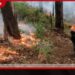 ඔහිය වනාන්තර කලාපයේ හටගත් ගින්න පාලනය කිරීමට ගුවන් හමුදාවත් කැඳවයි