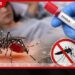 ඩෙංගු මරණ 72ක් දක්වා ඉහළට…