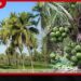 වියළි කාලගුණයෙන් ලබන වසරේ පොල් පලදාවට බරපතළ බලපෑමක්!