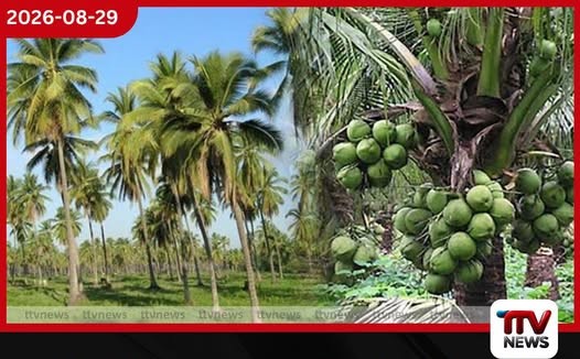 වියළි කාලගුණයෙන් ලබන වසරේ පොල් පලදාවට බරපතළ බලපෑමක්!