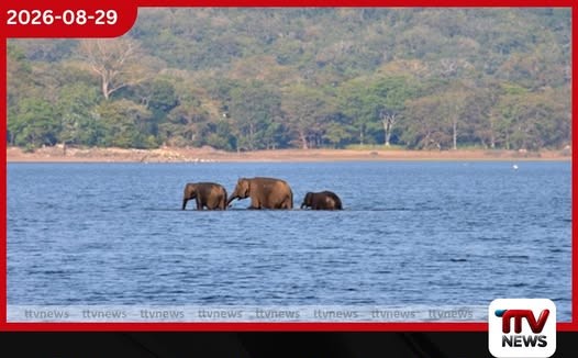මින්නේරිය වැවේ ජල මට්ටම 36% දක්වා පහතට