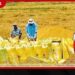 22 ව්‍යවස්ථා සංශෝධන පෙත්සම් විමසීමට පංච පුද්ගල ශ්‍රේෂ්ඨාධිකරණ මඩුල්ලක් පත් කෙරේ!
