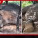 සීප්පුකුලමේ අඹබෝ හස්තියා පුළුස්සා මරා දැමීමේ නඩුව දෙසැම්බර් 4 දක්වා කල් යයි!