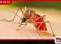ඩෙංගු අවදානම තවත් ඉහළට
