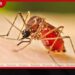 ඩෙංගු අවදානම තවත් ඉහළට