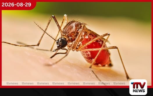 ඩෙංගු අවදානම තවත් ඉහළට