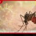 ඩෙංගු අවදානම තවදුරටත් ඉහළට… වසරේ රෝගීන් 94,805ක්, මරණ 72ක්!