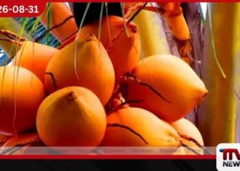 ජාත්යන්තර පොල් දිනයට සමගාමීව දිවයින පුරා තැඹිලි ගම්මාන 250ක් බිහි කිරීමට සැලසුම්!