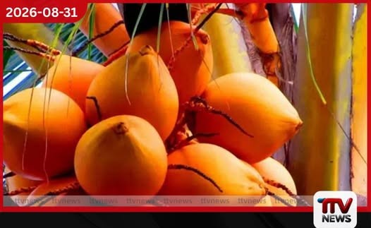 ජාත්යන්තර පොල් දිනයට සමගාමීව දිවයින පුරා තැඹිලි ගම්මාන 250ක් බිහි කිරීමට සැලසුම්!
