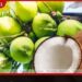 පවතින වියළි කාලගුණයත් සමඟ 2027 වසරේදී පොල් අඩුවීමේ අවදානමක්