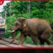 වනඅලි දුම්රියේ ගැටීම වැළැක්වීමට නව තාක්ෂණික විසඳුමක්