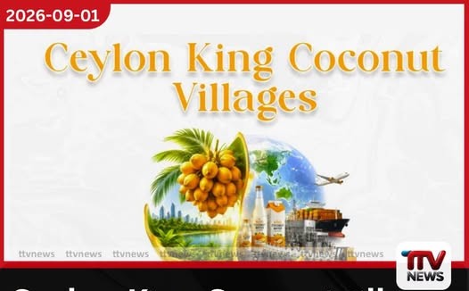 Ceylon King Coconut Villages ජාතික ව්යාපෘතිය යටතේ තැඹිලි ගම්මාන 250ක් පිහිටුවීම හෙට පන්නලින් ඇරඹේ!