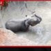 ගල්ගමුව පාළු ළිඳකට වැටුණු අවුරුදු 3ක අලි පැටියා වනජීවී නිලධාරීන් සහ ප්රදේශවාසීන් එක්ව බේරා ගනී!