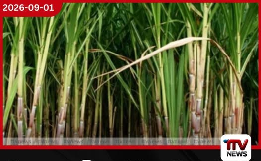 ශ්රී ලංකාවේ උක් වගාව නංවන්න බ්රසීලය සමඟ අනුපූරක ගිවිසුමකට අත්සන් කිරීමට කැබිනට් අනුමැතිය!