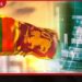 ලැව්ගිනිවලින් දැවුණු සර්බියානු අභයභූමිය නැවත ගොඩනැඟීමට විද්යාඥයන්ගෙන් අලුත් සැලසුමක්