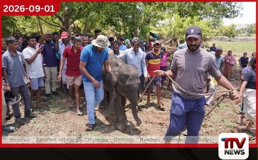 එප්පාවල රෝගාතුර වූ වන අලි පැටවාගේ ජීවිතය බේරා ගැනීමට ඉක්මන් පියවර