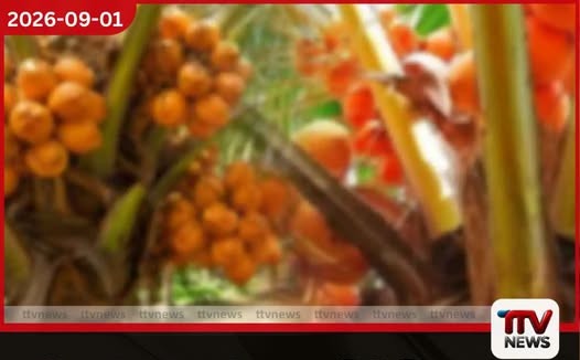 වසර තුනක් තුළ දිවයින පුරා තැඹිලි ගම්මාන 250ක් ඇරඹීමේ ජාතික වැඩසටහන හෙටින් ඇරඹෙයි