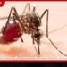 වසරේ මුල සිට ඩෙංගු රෝගීන් 95,493ක් දක්වා ඉහළ යද්දී, අගෝස්තු මාසයේදී රෝගීන් 10,157ක් වාර්තා වෙයි!