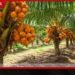 තැඹිලි ගම්මාන 250ක් රට පුරා Ceylon King Coconut Village හෙට ඇරඹේ