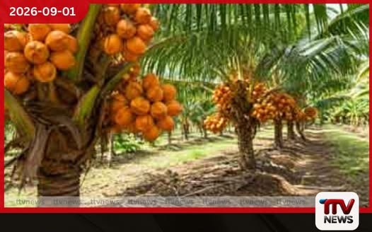 තැඹිලි ගම්මාන 250ක් රට පුරා Ceylon King Coconut Village හෙට ඇරඹේ