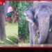 පොලිස් අණ පිළිපැදි සුදු මැණිකේ ඇතින්න පොලිසියටම ගොස් ඇත්ගොව්වාගේ පිහිය බේරා ගනියි!