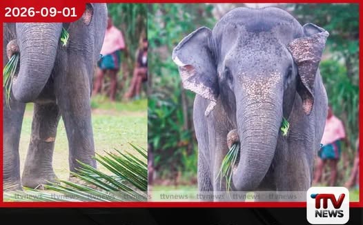පොලිස් අණ පිළිපැදි සුදු මැණිකේ ඇතින්න පොලිසියටම ගොස් ඇත්ගොව්වාගේ පිහිය බේරා ගනියි!