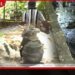 සජබ ගම්පහ දිස්ත්‍රික් මන්ත්‍රී  කාවින්ද ජයවර්ධනගේ නිවස පිටුපස ඇළෙන් අත්බෝම්බයක් හමුවෙයි