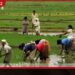 මෙවර මහ කන්නයේ වගා කටයුතු ඔක්තෝබර් 01 වැනිදා සිට ආරම්භ කිරීමට තීරණයක්