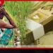 වියළි කාලගුණයෙන් වගා හානි වූ ගොවීන්ට රුපියල් මිලියන 3,000ක වන්දි!