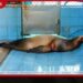 කඩවත පොලිසිය SPA අස්සට රිංගලා CCTVත් ගලවලා තෙරපිවරියන්ට ඇඳුම් මාරු කරන්නවත් ඉඩ නෑ