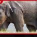 කතා කරන්න පුළුවන් වුණා නම් මේ අලියා මොනවා කියයිද…?