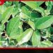 ඇඟලුම් අපනයනවලට ඇමරිකාවෙන් ලොකු පහරක්