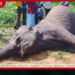 මාතලේගම මහනගල්මුල්ලේදී අධිබලැති විදුලි රැහැනේ ගැටී වන අලියෙකු මරුට