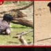 යාල වනෝද්යානයේ සංචාරකයන් බලාසිටියදී ගිනි අවි රැගත් දඩයක්කරුවන් මුවන් ලුහුබැඳීමේ වීඩියෝවක් සමාජ මාධ්යට!